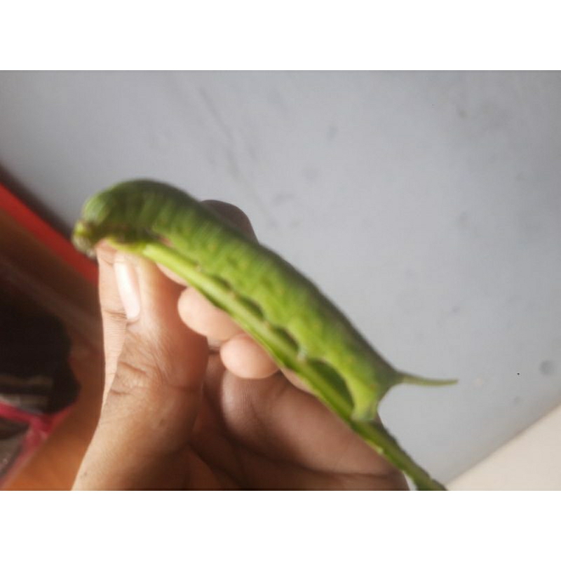 Ulat Mengkudu Ulat PACE Umpan Pancing Bawal dan Galatama