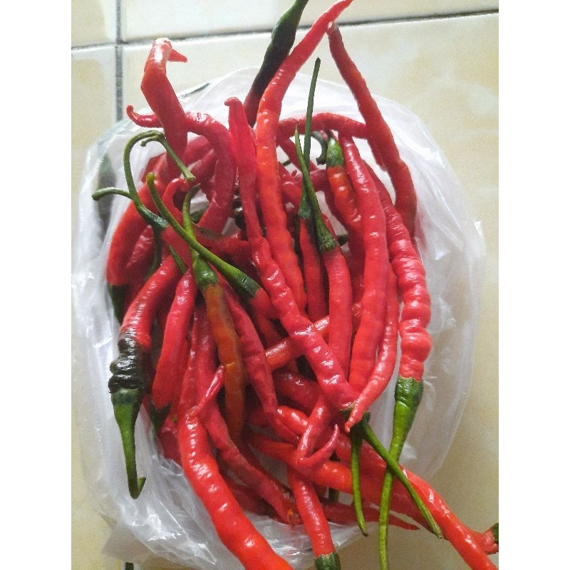 

Cabe Merah Keriting