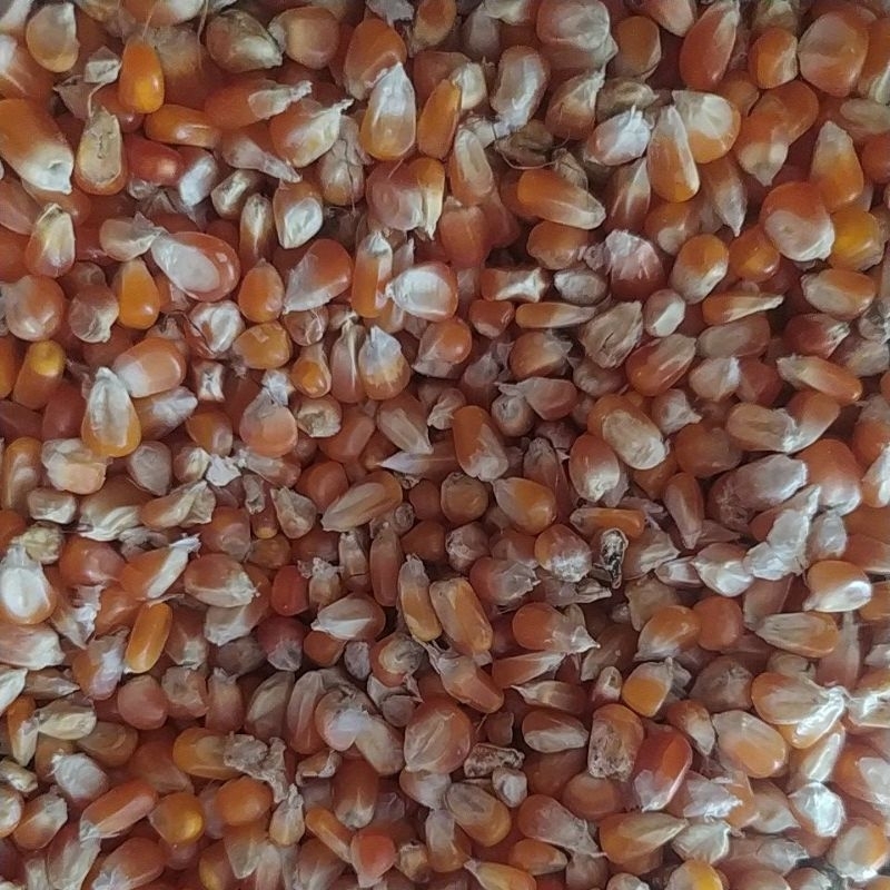 jagung kering biasa pupil kecil kristal 1kg