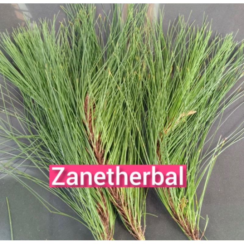 

Daun pinus segar 500 gram petik langsung-az