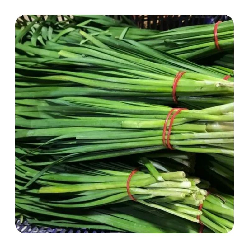 

Daun kucaii per ikat