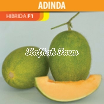 Benih 1 Biji Melon ADINDA F1