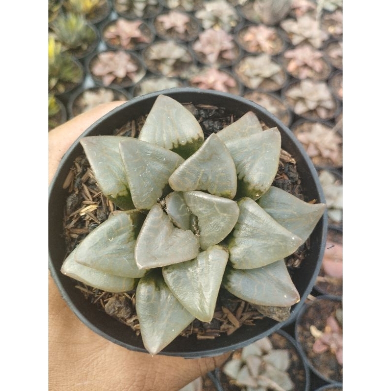 haworthia bayeri