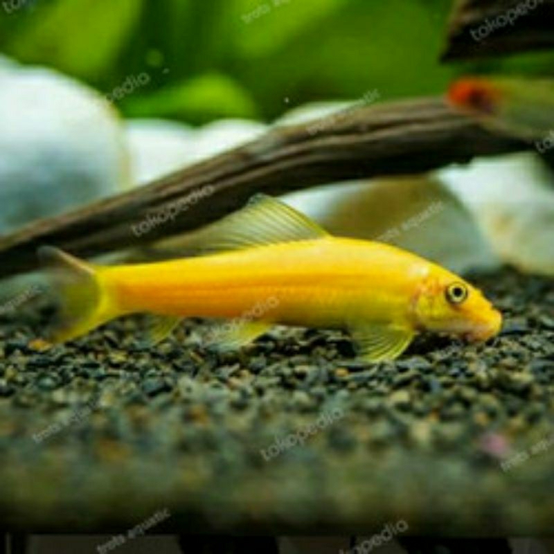 ikan cae / ikan alga eater / ikan pemakan alga / ikan hias pembersih aquarium / ikan pemakan lumut