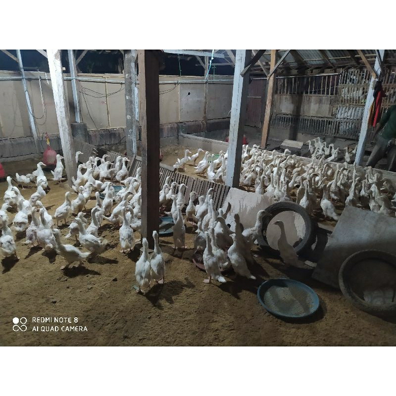 

Bebek Hibrida pedaging Putih | Bebek pedaging karkas