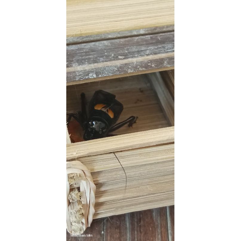 JANGKRIK GUNUNG ASLI JALITENG /JANGKRIKADUAN