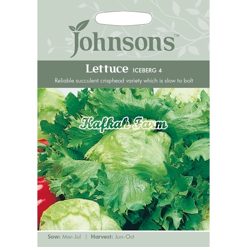 Benih 50 Biji LETTUCE Iceberg 4