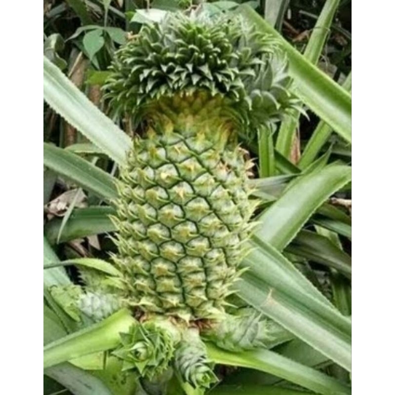 

nanas muda || nanas muda fress || cocok buat rujak