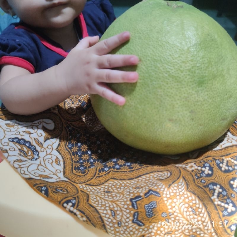 

❤️ 1,5Kg-1,7Kg JERUK PAMELO MADU SUPER MANIS, JERUK BALI MADU