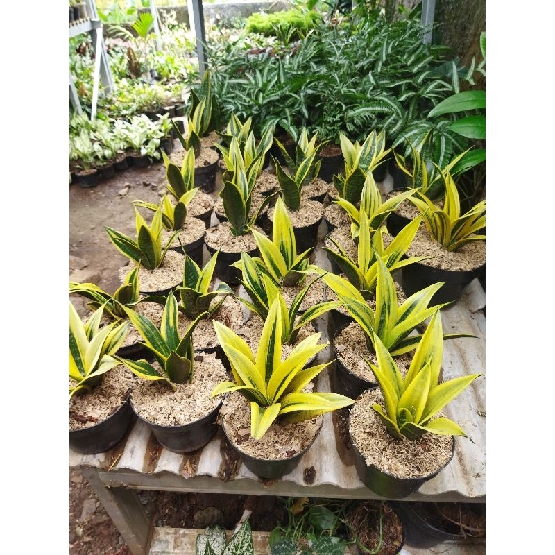 tanaman hias sansevieria golden flame - lidah mertua golden flame