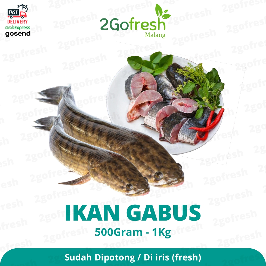 

Ikan Gabus (Fresh Sudah dipotong) - Sayur Sayuran