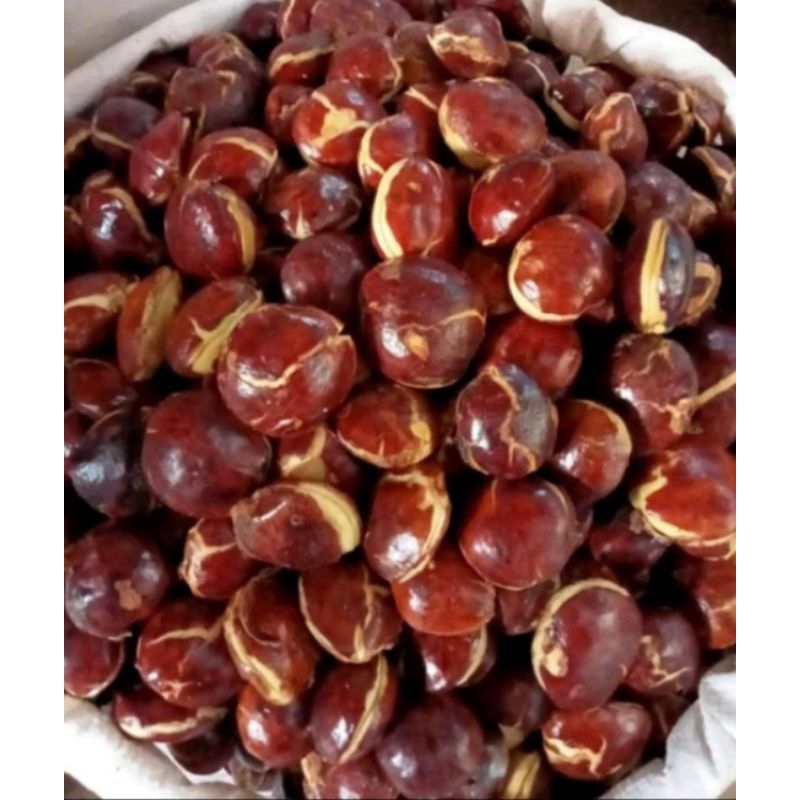 

RB jengkol tua 250gr