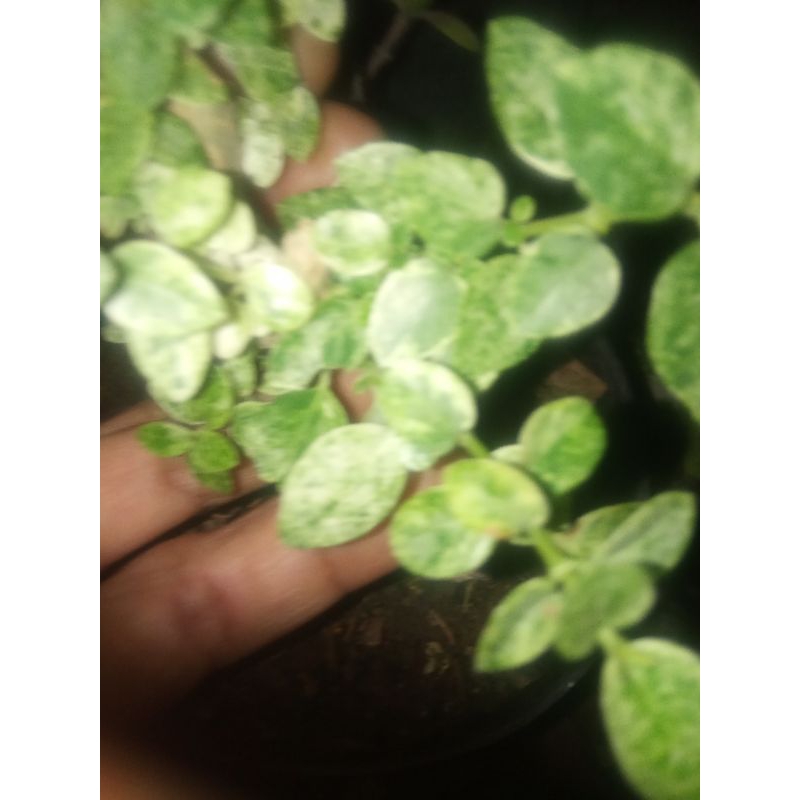 Bibit sancang variegata