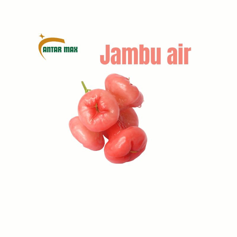 

Jambu air Lokal1kg