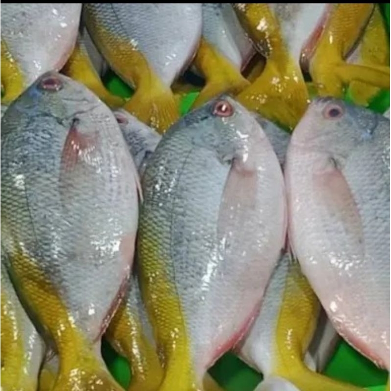 Ikan Kakap Ekor Kuning Segar 1kg