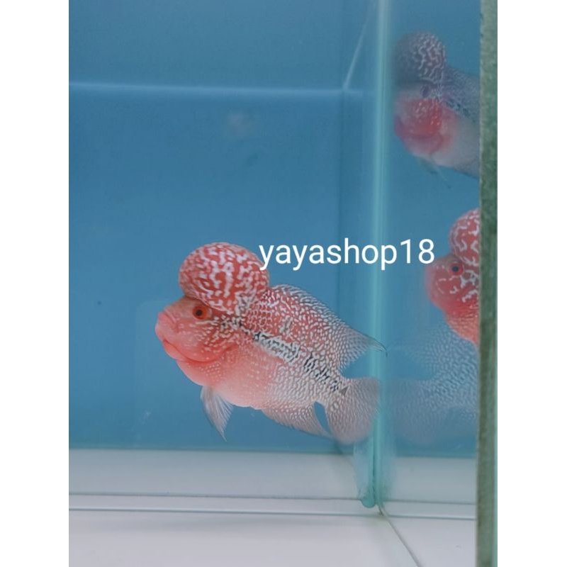 Sport Sistem Louhan Srd / Srm Ori Kualitas Bagus Hiasan Aquarium