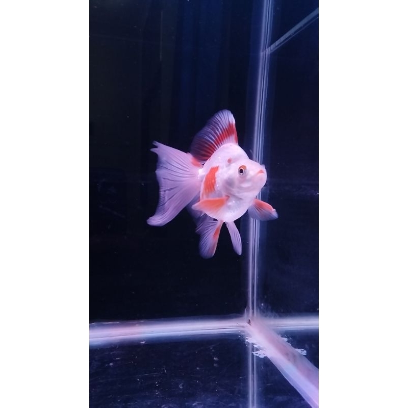 Ikan Mas Koki/Goldfish Ryukin_Sakura
