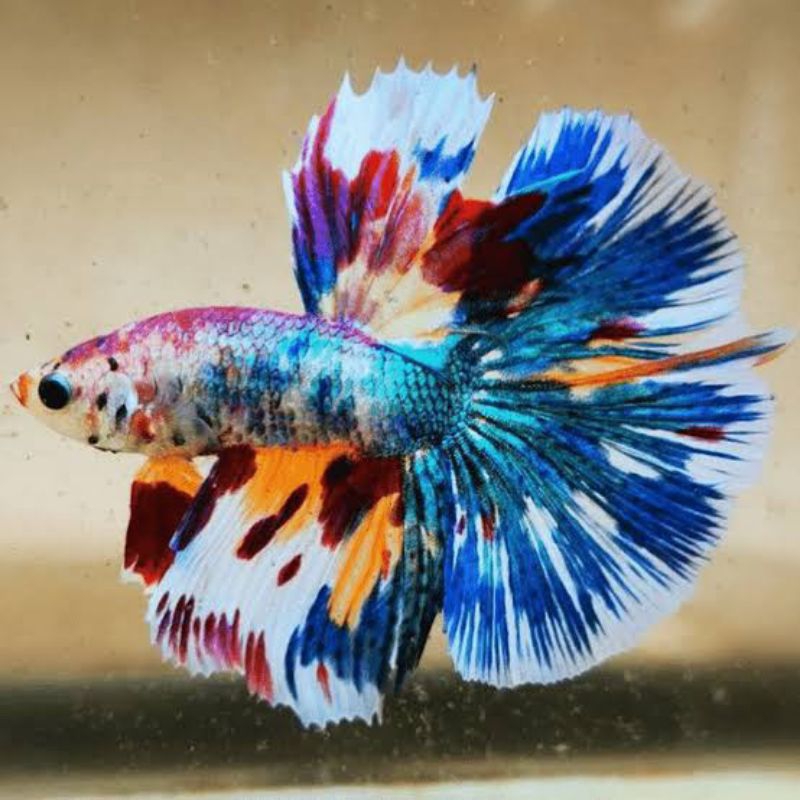 

Bisa cod dekorasi cupang hm multi halfmoon multicolor rosetail