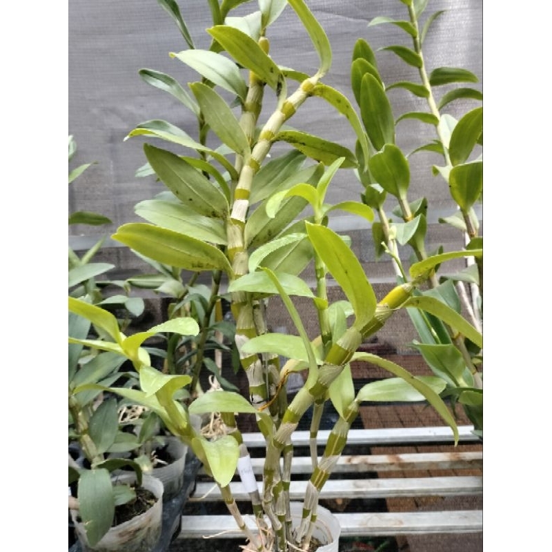 Dendrobium Nobile Jumbo Rimbun dewasa