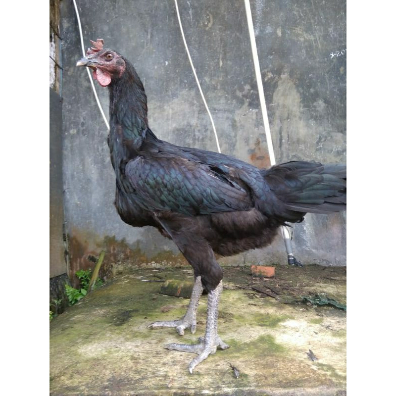 Ayam Pelung Betina siap produksi