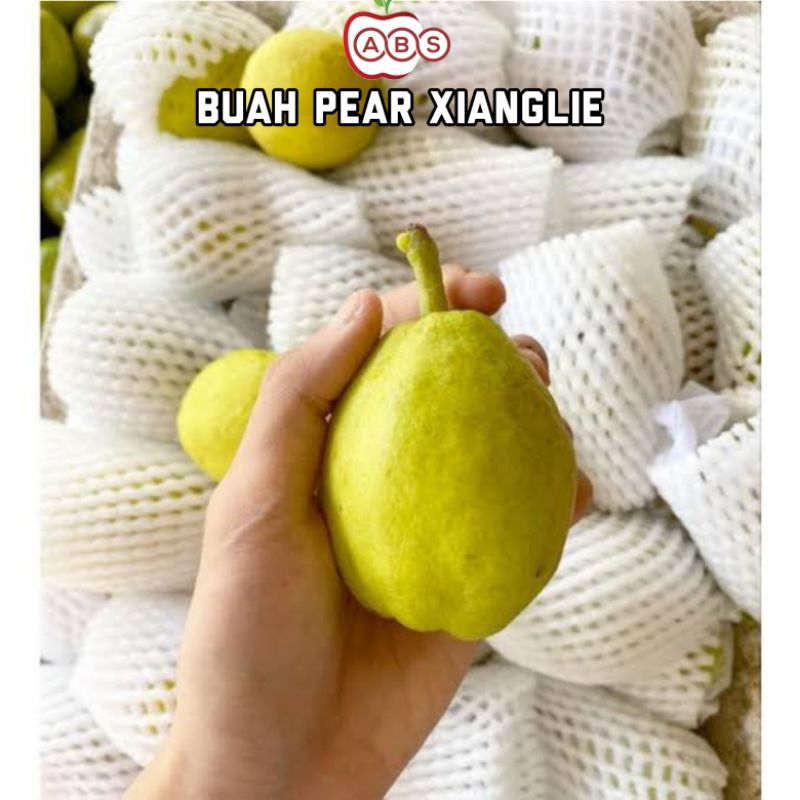 

PEAR XIANGLIE FRESH 1 KG manis banyak air | Pir Xiang lie 1KG manis terlaris