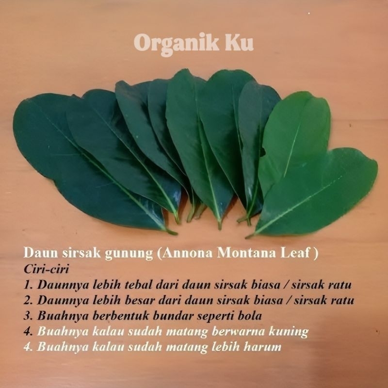 

Daun sirsak segar organik obat herbal tradisional paket 100 lembar