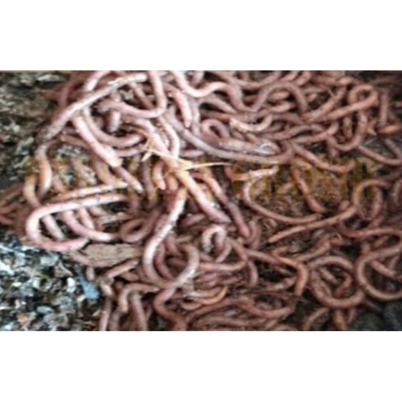 CACING PUTIH / CACING SUSU