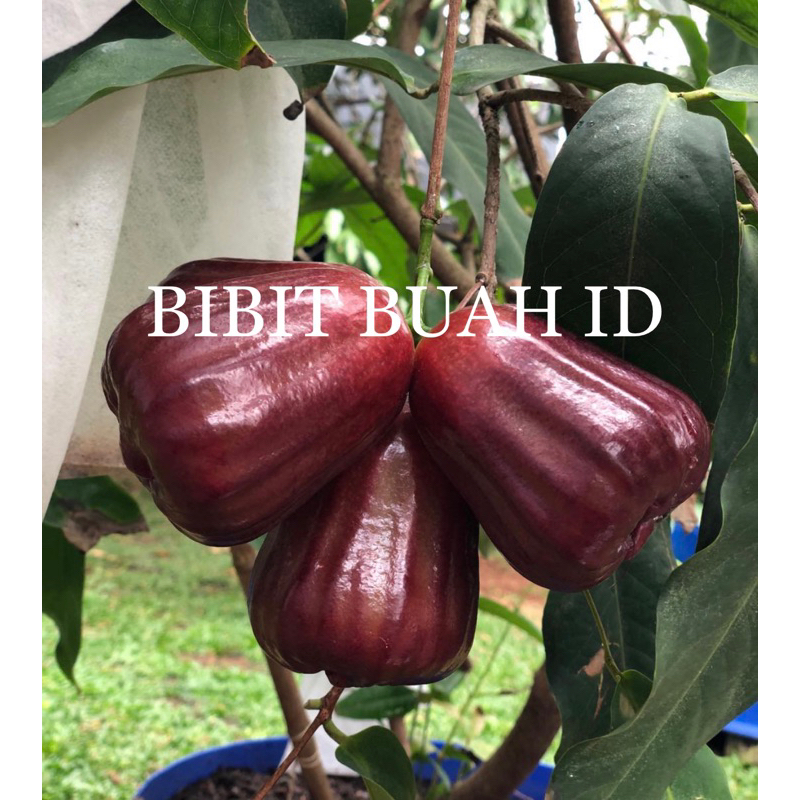 BIBIT JAMBU AIR SUDAH BERBUNGA & BERBUAH