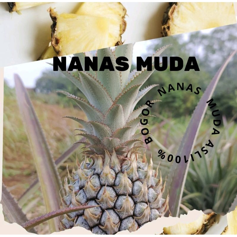

NANAS MUDA // PELANCAR HAID // ALAMI