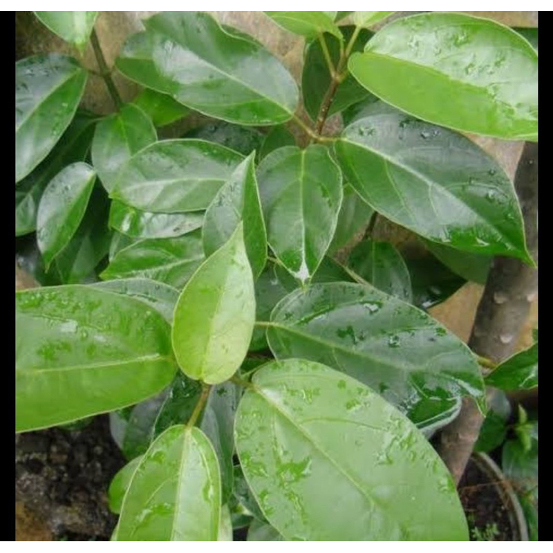 

Daun cincau segar cincau perdu 100 lembar-az