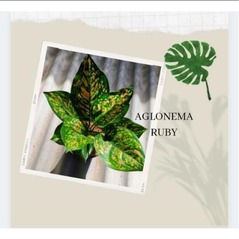 AGLONEMA RUBY / AGLONEMA RUBY CIANGMAY BISA COD