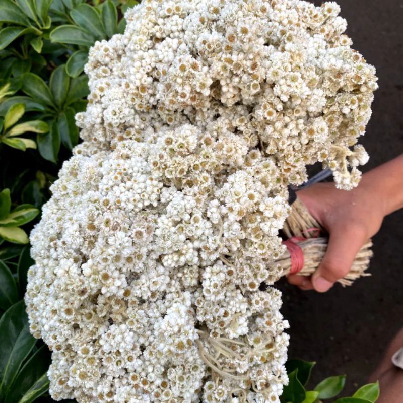 Bunga Edelweis asli (kering) bubga rustik