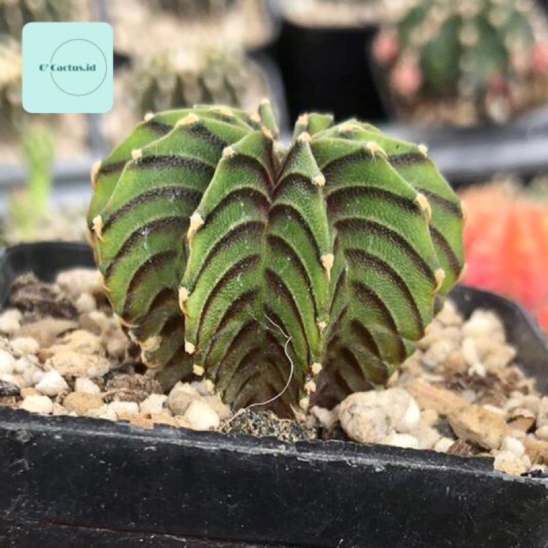 Gymnocalycium LB 2178 original ( kaktus gymno lb2178 ori seedling tanaman hias hidup gurun