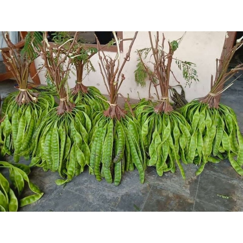 

Pete/Petai tua segar kualitas super kemasan isi 100