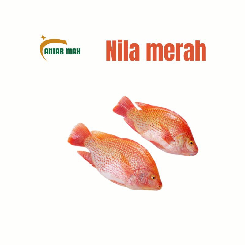 

Ikan nila Hidup