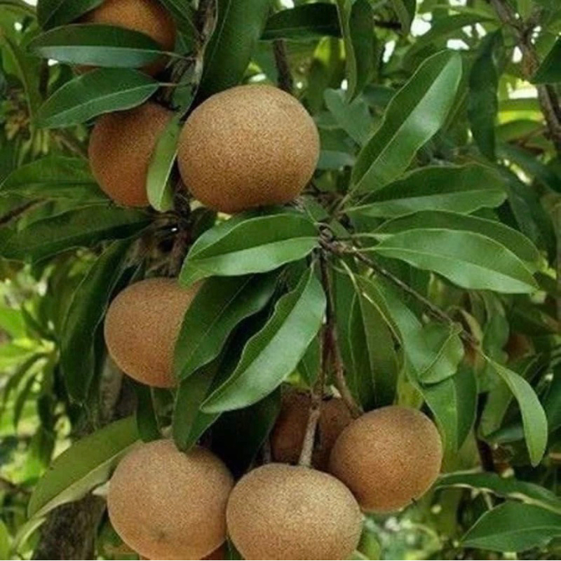 bibit sawo jumbo sudah berbuah