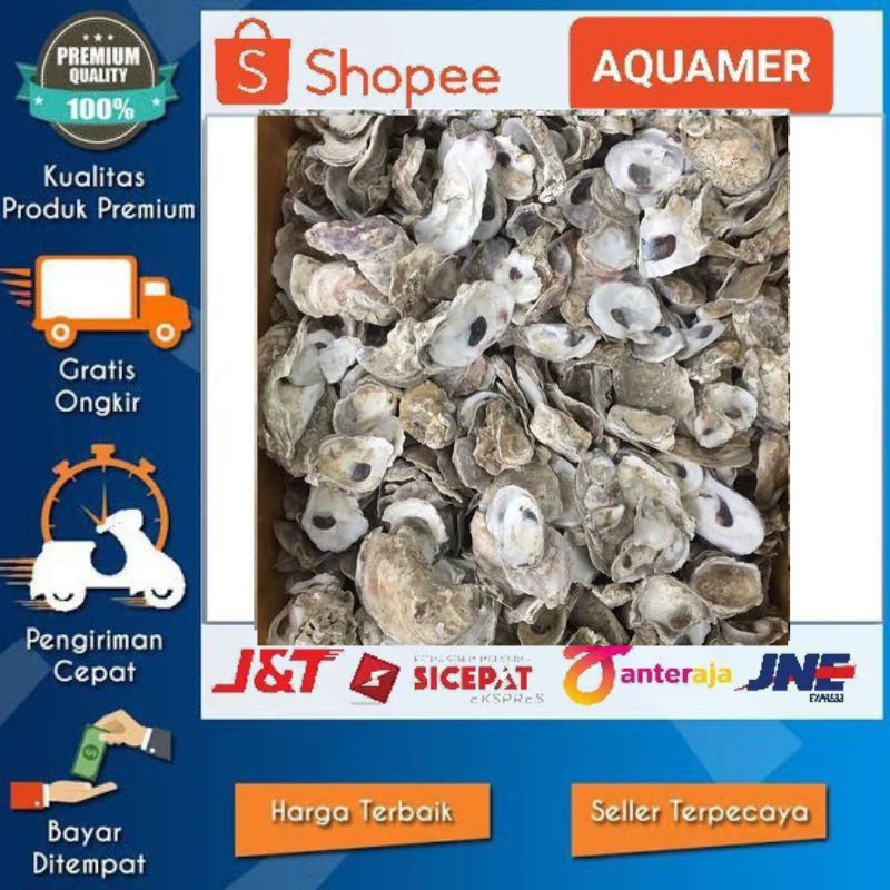 oyster media filter aquarium kolam oyster kulit kerang