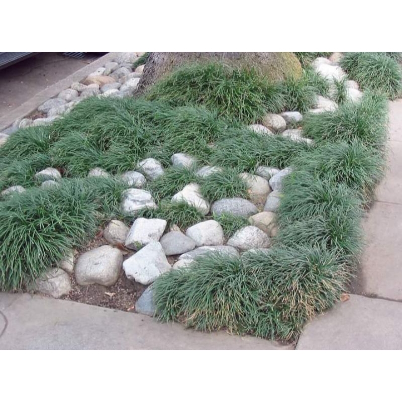 tanaman jaburan hijau - kucai gondrong - ophiopogon japonicus - paket 5