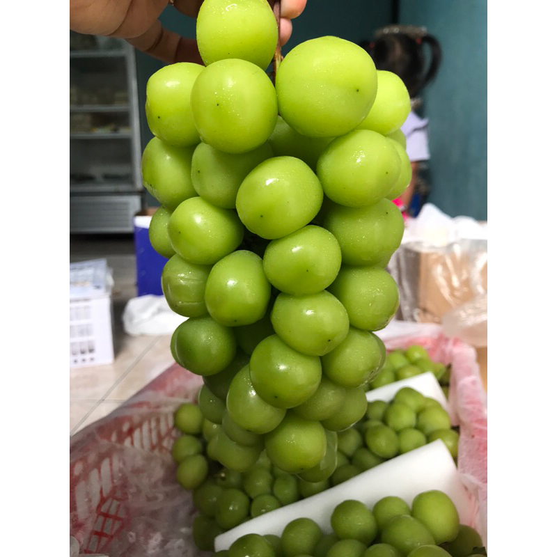 

Anggur hijau muscat 500gr