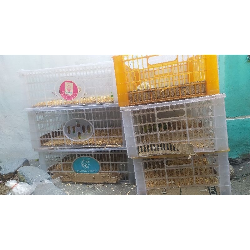 hewan Landak mini lucu