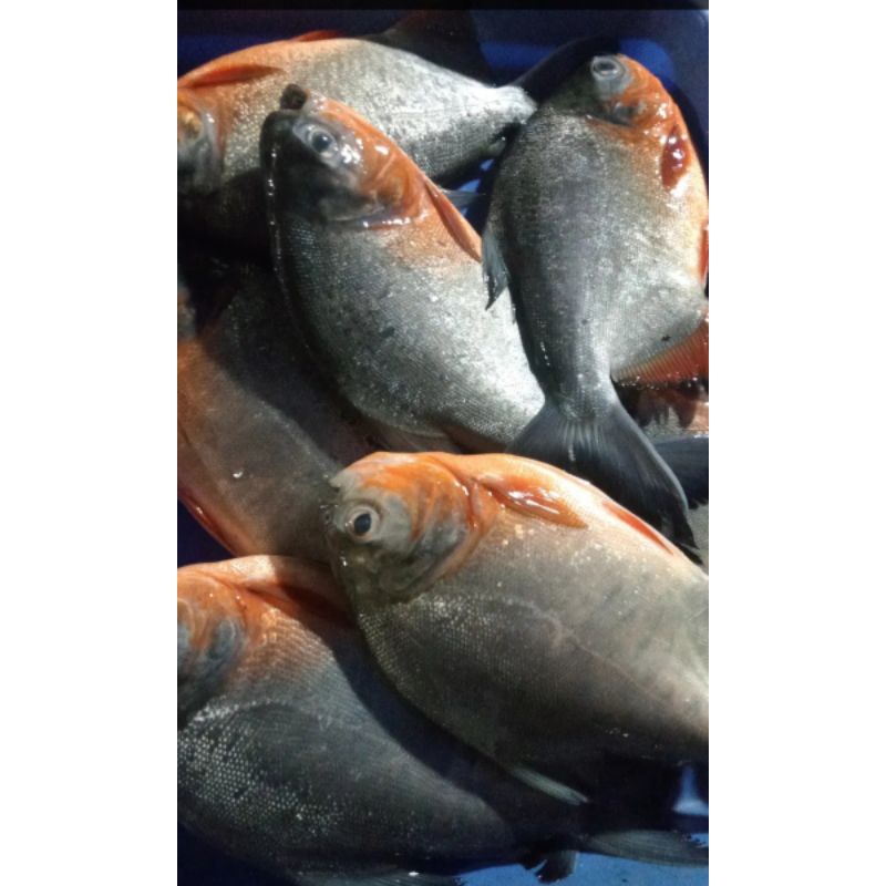 

Ikan bawal tawar
