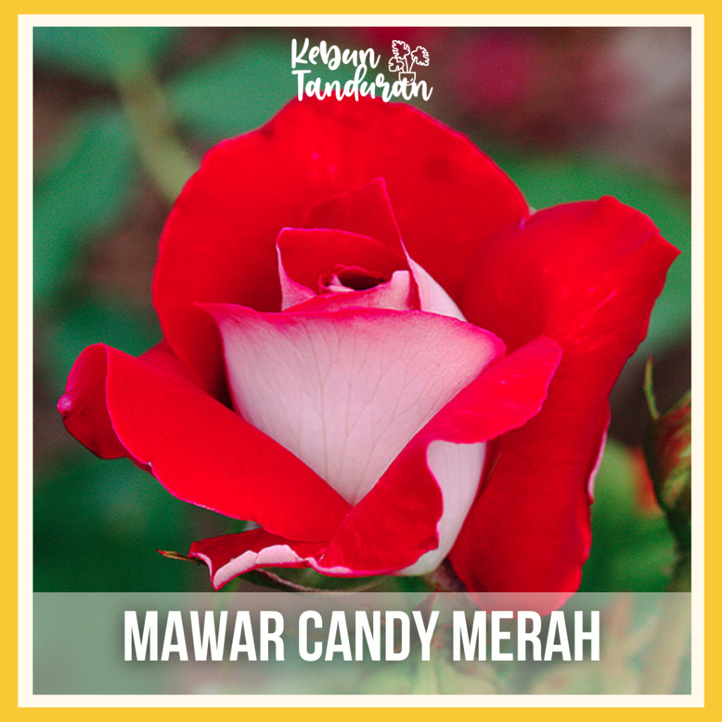 Bibit Tanaman Mawar Candy Merah / Red Vanilla