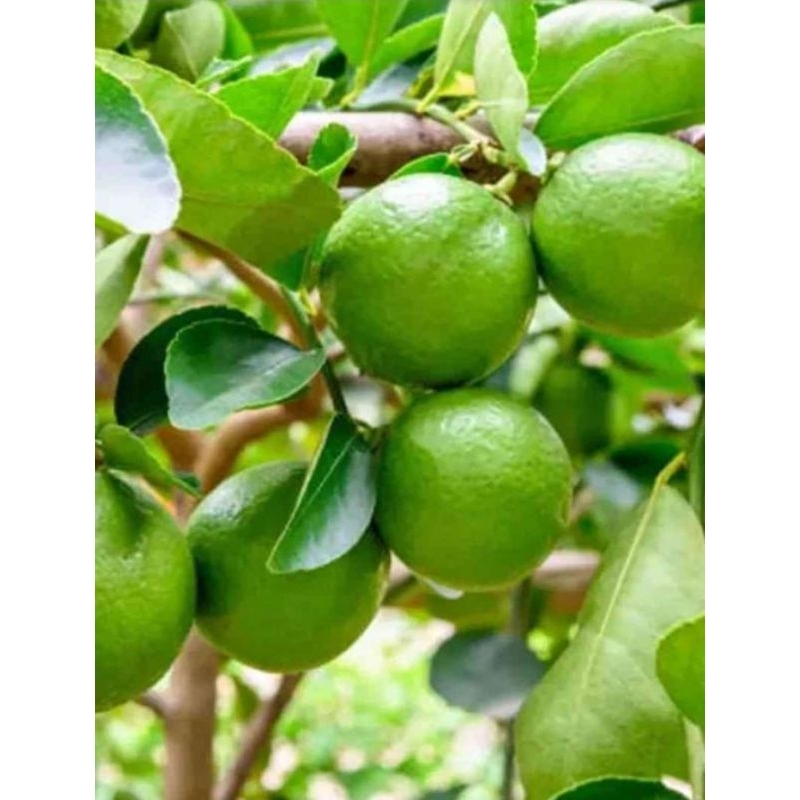 Bibit Tanaman Jeruk Nipis Pohon Jeruk Nipis okulasi