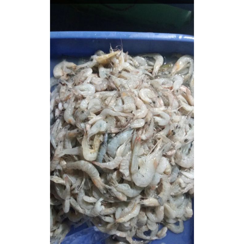 

Udang Kecil