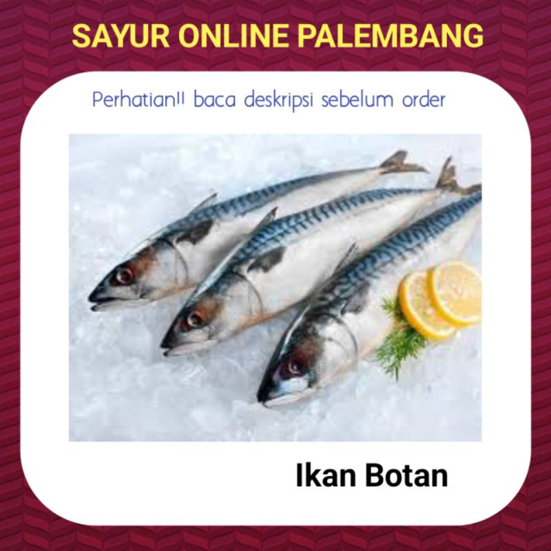 

Ikan Botan Ikan Dencis Makarel - Pasar Toko Sayur Ikan Segar Online