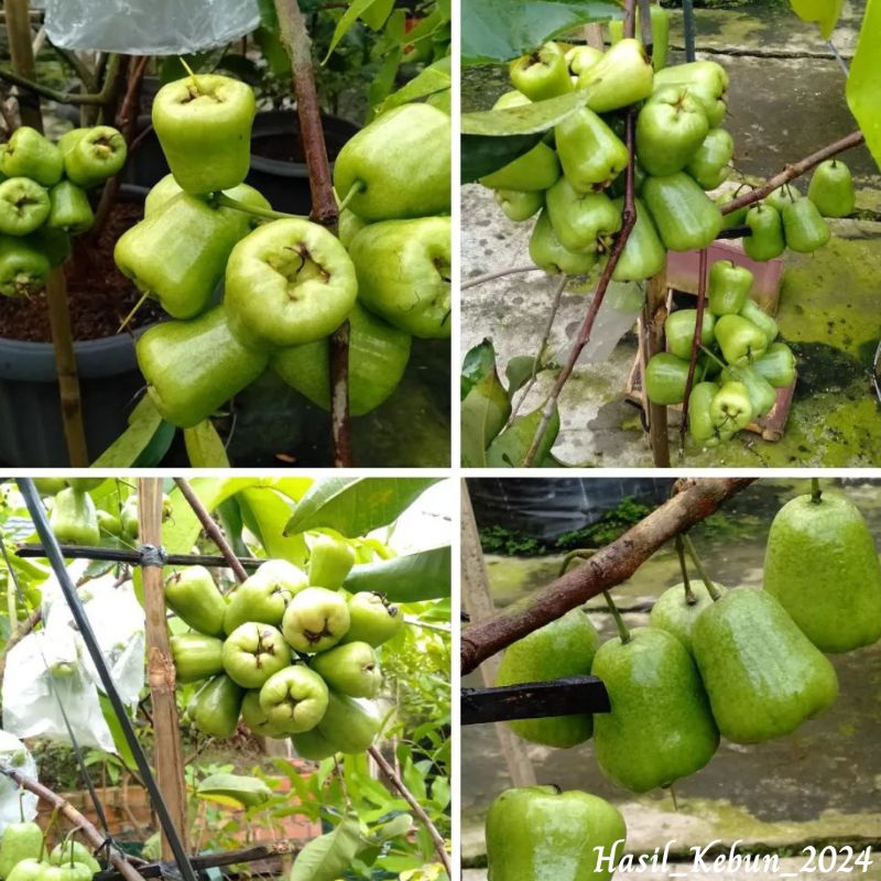 Bibit Jambu Air Kiojok // Bibit Jambu Kiojok Super Manis