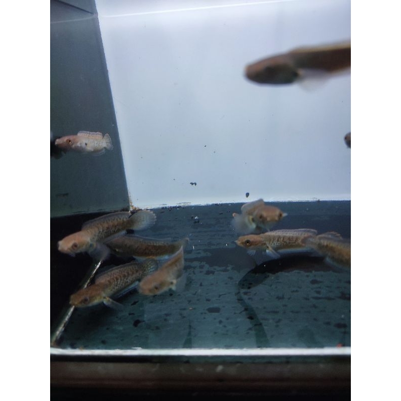 beby chana Stewarti grade A+