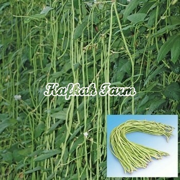 Benih 15 Biji Kacang Panjang PELETON