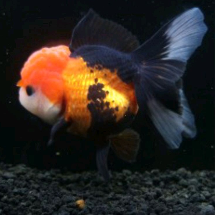 

packing oranda three color 3co trico berkualitas