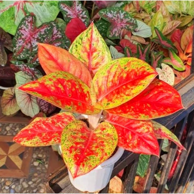 ( BISA COD ) Aglonema Mahasety Merah Mutasi Tanaman Hias Aglonema Aglaonema Mahasety Merah Mutasi Me